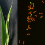 tráva Festulolium - vlevo květenství, vpravo chromozómy