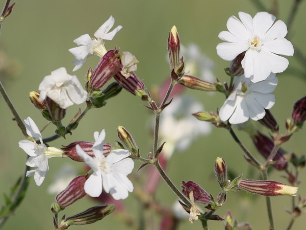 Silenka širolistá (Silene latifolia). Foto Helena Štorchová.