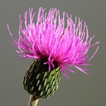 Květenství pcháče šedého (Cirsium canum). Snímek Jan Rezek.