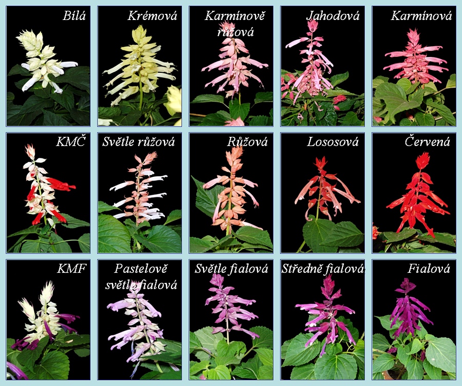 Šalvěj zářivá (Salvia splendens). Původní forma s červenými květy, mutanti s jinou barvou květů a jejich kříženci.