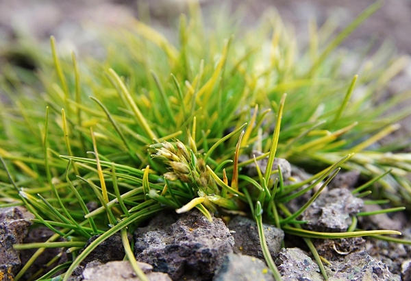 Tráva Deschampsia antarctica. Jedna ze dvou kvetoucích rostlin, které se vyskytují v Antarktidě. Foto MUDr. Martin Kolář.