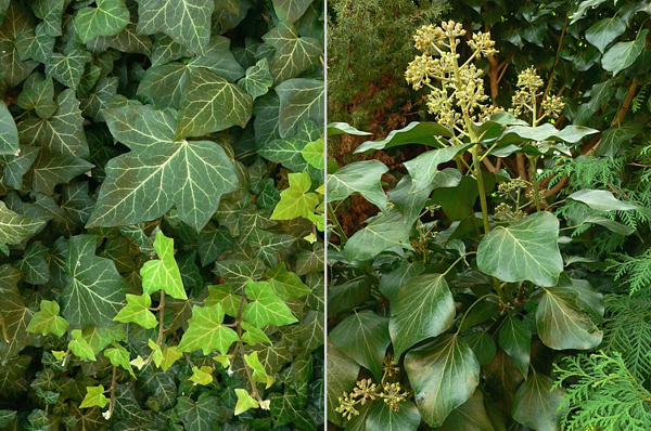 Břečťan popínavý (Hedera helix). Vlevo mladá (juvenilní) rostlina, vpravo dospělá rostlina s květenstvím.