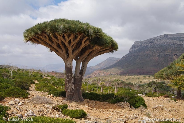 Dračinec rumělkový (Dracaena cinnabari) na ostrově Sokotra. Snímek Lukáš Synek.