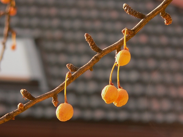 Semena jinanu dvoulaločného (Ginkgo biloba) na větvi