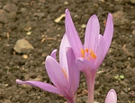 kvetoucí ocún jesenní (Colchicum autumnale) z botanické zahrady v Praze-Troji