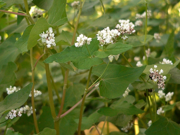 kvetoucí pohanka obecná (Fagopyrum esculentum)