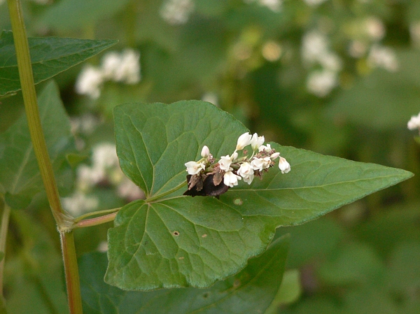 kvetoucí pohanka obecná (Fagopyrum esculentum), detail listu s květenstvím