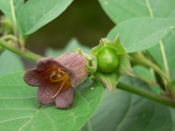 rulík zlomocný (Atropa bella-donna), detail květu a nezralé bobule